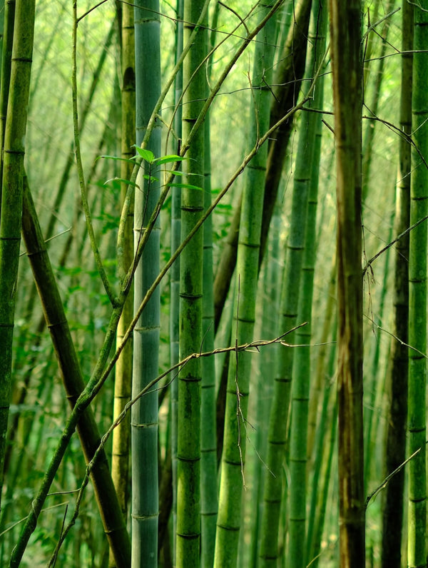 maybe an image about Embrace The Planetʼs Rhythm